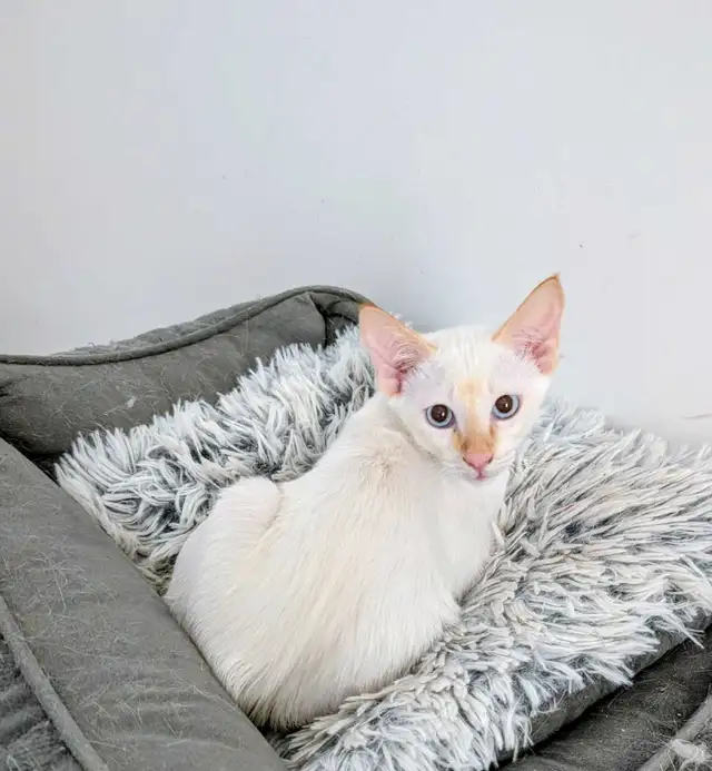 Chaton siamois in Cats & Kittens for Rehoming in Québec City - Image 2