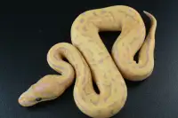 2022 Banana Leopard Pinstripe Het Pied Ball Python Male