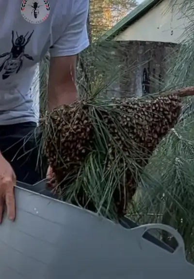 Free bee removal, View more