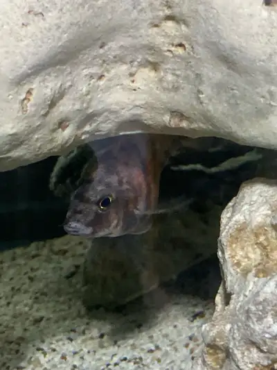 Hybrid cichlid fries for sale., View more