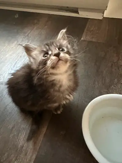 Maine Coon enregistrés mâles et femelles, View more