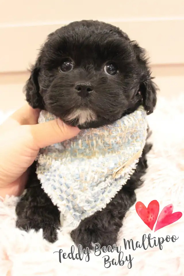 ❤️ TEDDY BEAR ❤️ TOY SIZE MALTIPOO BABIES READY TODAY ❤️ in Dogs & Puppies for Rehoming in Victoria - Image 7