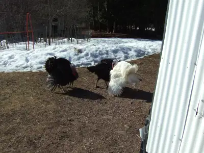 Turkey and Chicken Fertilised Eggs, View more