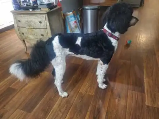 Bernedoodles !!  F1 smaller Puppy SALE !! in Dogs & Puppies for Rehoming in Kelowna - Image 3