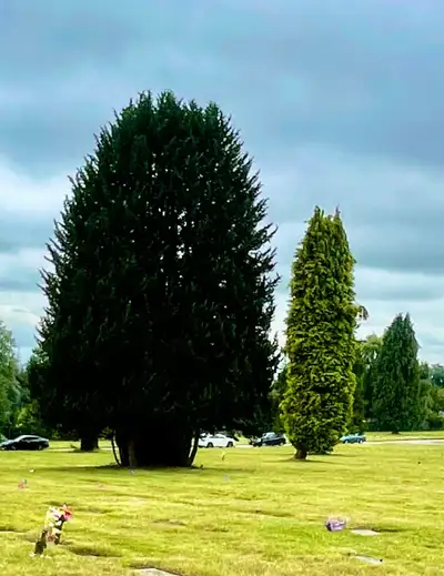 Section Balsam, Lot 707, spaces 1&2 Each plot can hold 1 casket + 1 urn or 2 urns