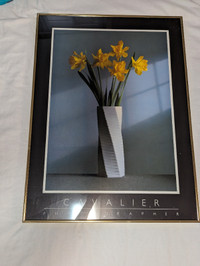 FRAMED PHOTOGRAPHER PIC DAFFADILS