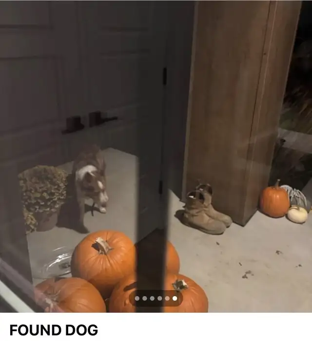 Lost  Sweet Baby(Doggy)!!!—Needs to Get Home in Lost & Found in Edmonton - Image 5