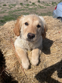 Golden retriever puppies for sale 600$