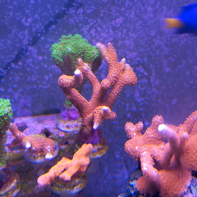 montiporia frags in Fish for Rehoming in Barrie - Image 4