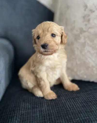 Christmas puppies! Ready to go December 20th! One female and two males available. Looking for the pe...