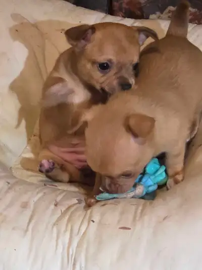 chihuahuas, View more