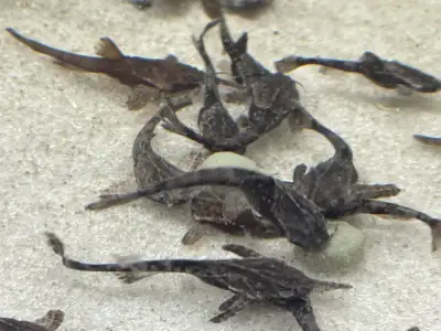 SALE (half price) $5ea Now here’s a fish every community aquarium should have..let me tell ya, I’ve...