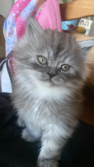 Pedigree Persians , View more