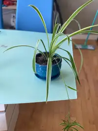 Indoor spider plants with pot