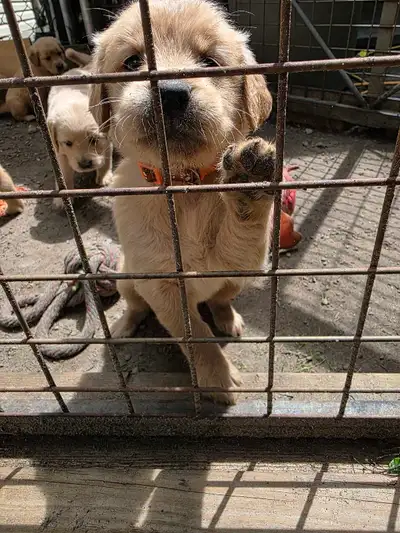 chiot Golden Retriever a vendre, View more