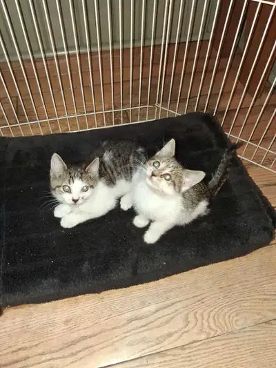 Two Adorable 8-Week Old Kittens, View more