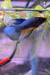 Beautiful Halfmoon Betta - Tropical Aquarium Fish Ottawa Ottawa / Gatineau Area Preview