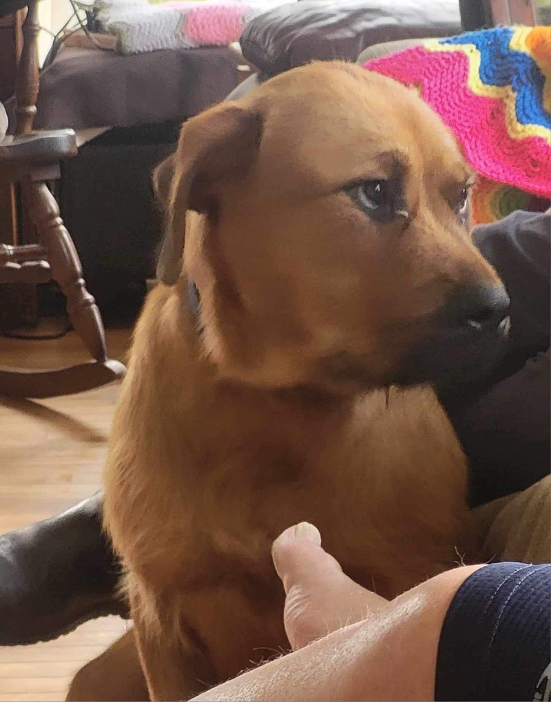 Grizzly dog to rehome Dogs & Puppies for Rehoming Gatineau Kijiji