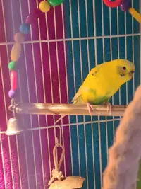Two Female Budgies for Sale