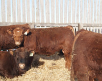 Red and Black Angus and SimAng Bulls for Sale