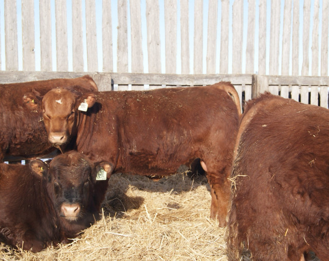 Red and Black Angus and SimAng Bulls for Sale in Livestock in Brandon - Image 3