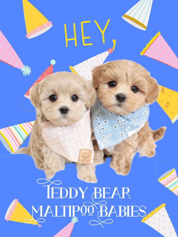 ❤️ TEDDY BEARS ❤️ READY TODAY ❤️ Doll Face Maltipoo Babies ❤️❤️ in Dogs & Puppies for Rehoming in Victoria