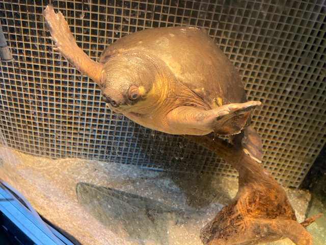Beautiful Adult fly river turtle in Fish for Rehoming in Mississauga / Peel Region - Image 2