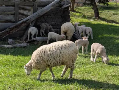 Breeding Sheep and lambs for sale, View more
