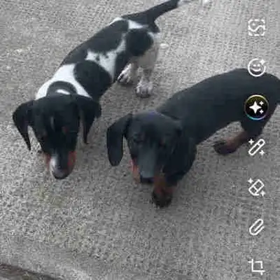 dachshund puppy, View more