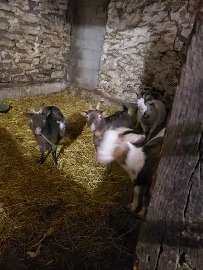 dwarf / pygmy goats, View more
