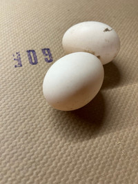 Fertilized Pekin duck hatching eggs 