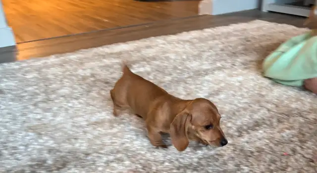 Sweet Purebred Miniature Smooth Coat Dachshund Puppies in Dogs & Puppies for Rehoming in Edmonton - Image 4