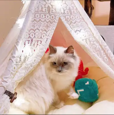 Cute ragdoll cat looking for a new home, View more