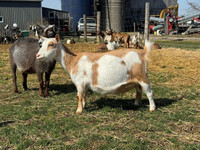 Registered Nigerian dwarf goat