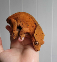 Red crested gecko female 2021