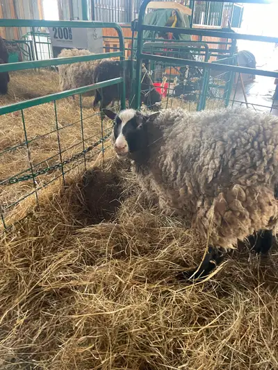 2 year old Ram for Sale, View more