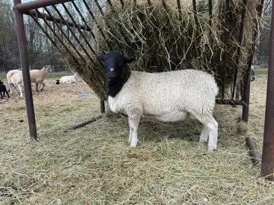 Yearling Dorper Ram. Open to offers. Located near Valleyview Ab.