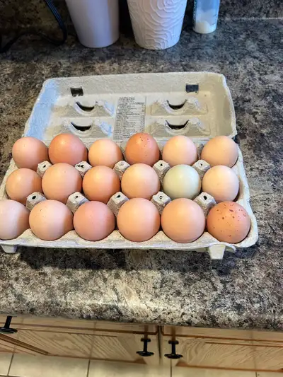 chicken eggs, View more