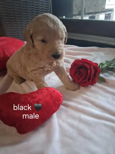 We have six beautiful goldendoodle puppies. Born December 20th and will be ready to go to their fore...