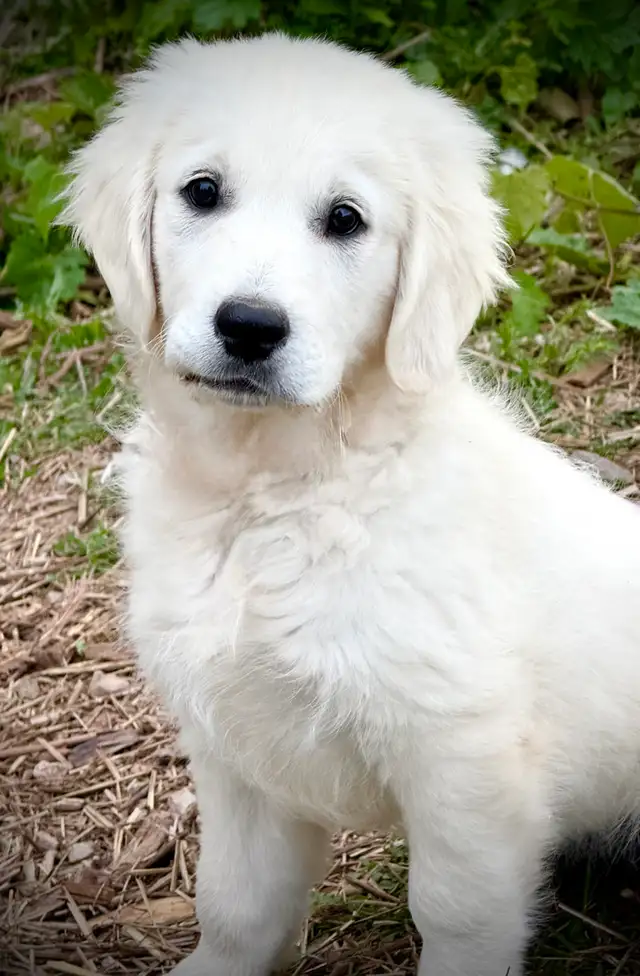 English Cream Golden Retriever Puppies CKC registered in Dogs & Puppies for Rehoming in Oakville / Halton Region - Image 10