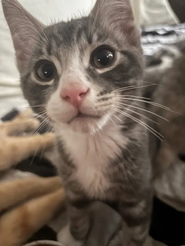 Cute & Curious in Cats & Kittens for Rehoming in West Island - Image 6