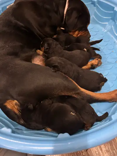 Rottweiler Pups, View more