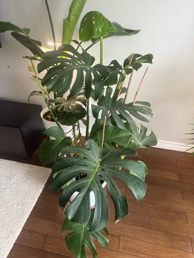 Monstera, View more