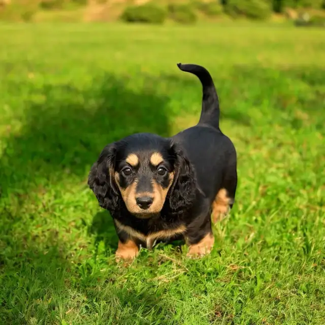 Mini Dachshund Puppies – Ready to go now in Dogs & Puppies for Rehoming in Cornwall - Image 7