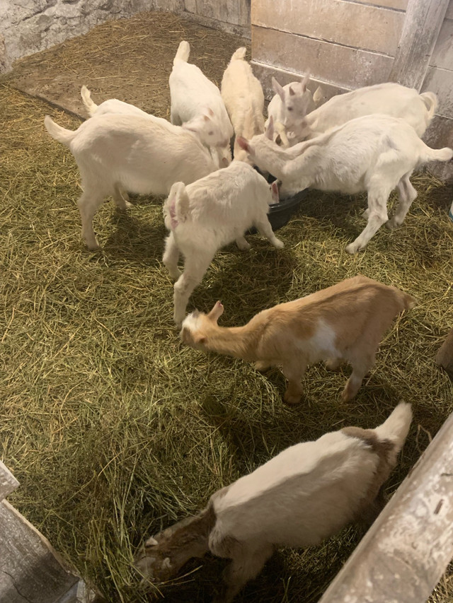  Goats for Sale  in Livestock in Kawartha Lakes