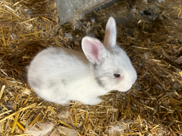 2 1/2 weeks old - Newborn bunnies  - coming soon in Small Animals for Rehoming in Peterborough - Image 3