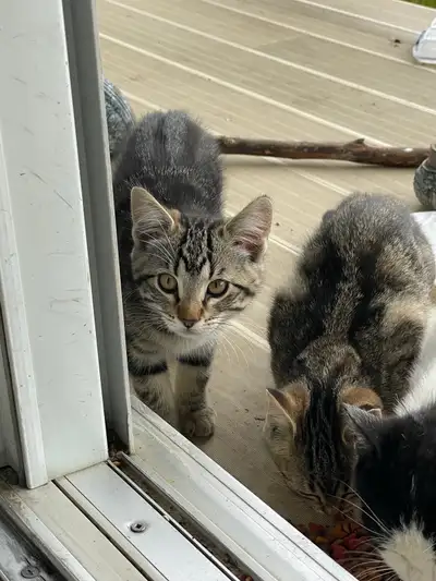 Kittens ready for new homes , View more