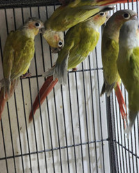 Dilute Conure Pairs for Sale