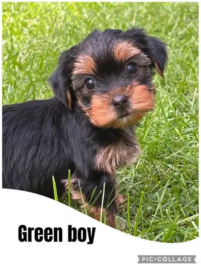 Yorkshire Terrier Puppies, View more