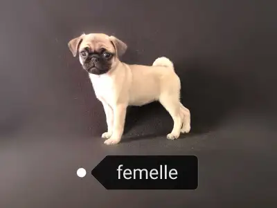Appels téléphoniques : 514-292-4200 Chiot Pug Carlin femelle née le 11-04-25 et prête à partir. Déjà...